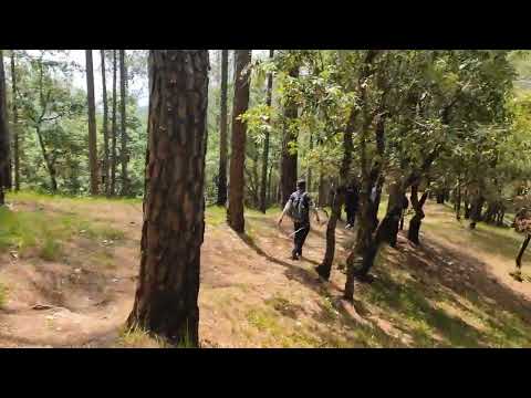 Ranikhet jungle| research work collection with colleagues #alig #phd @amuqeem 