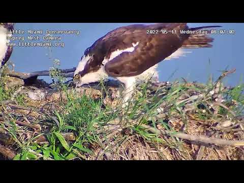 BABY'S FIRST BREAKFAST at the Little Miami Osprey Nest. Thanks MOM and DAD!