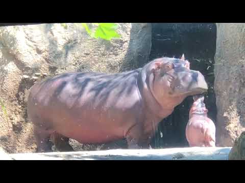 All Moms Can Relate - Baby Hippo Fritz with Mom Bibi - Cincinnati Zoo