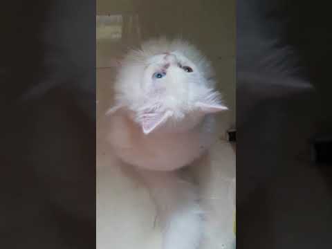 Milo watching his friends (birds) making nest | Persian cat | #shorts | #N09cool |