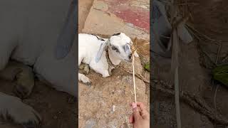 Download lagu goat babe's #animals #goat #memna #shorts mp3