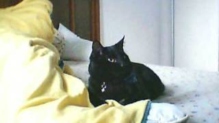 Long beach dub allstars - Listen to Dj&#39;s (OLIVEIRA)