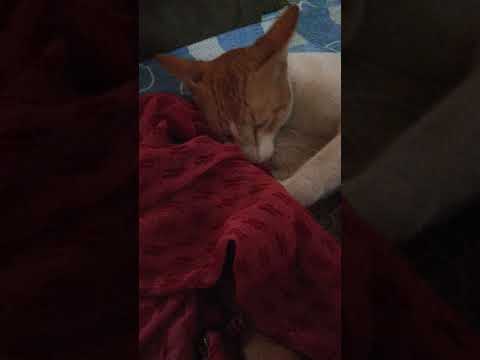 Funny cat doing madhuri Dixit dance##😂