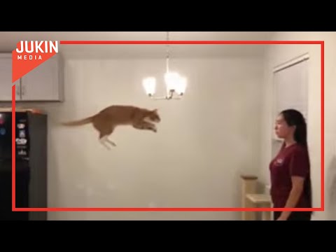 Cat Takes a Huge Leap Into Owner's Arms