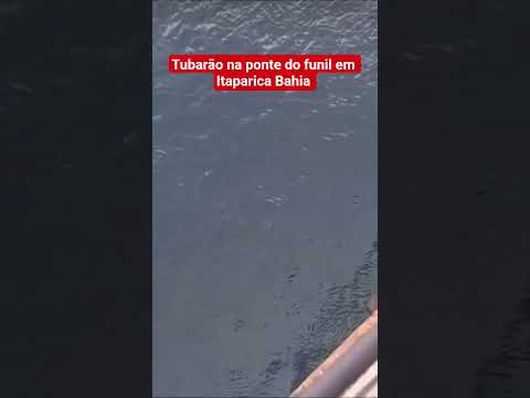 tubarão na ponte do funil em Itaparica Bahia