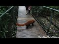 Friendly Red Panda at Research Base of Giant Pandas