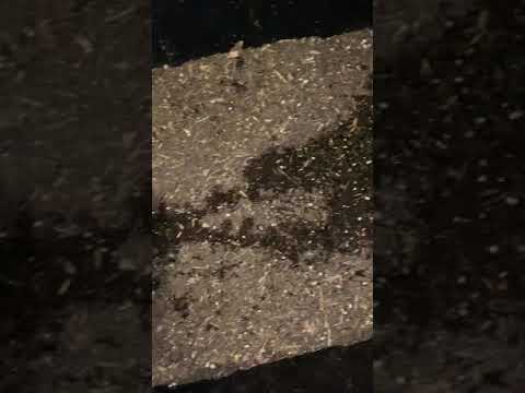 Fishing Worms Eating entire pumpkin 🎃