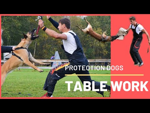 VIOREL SCINTEIE - Table Work - Schuthund Seminar - ipo training in Spain !!!