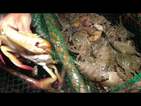 SE02EP086 - SEAFOOD OVERLOAD | PANG HUHULI ng ALIMASAG sa HIGH TIDE - ( Catch & Cook )
