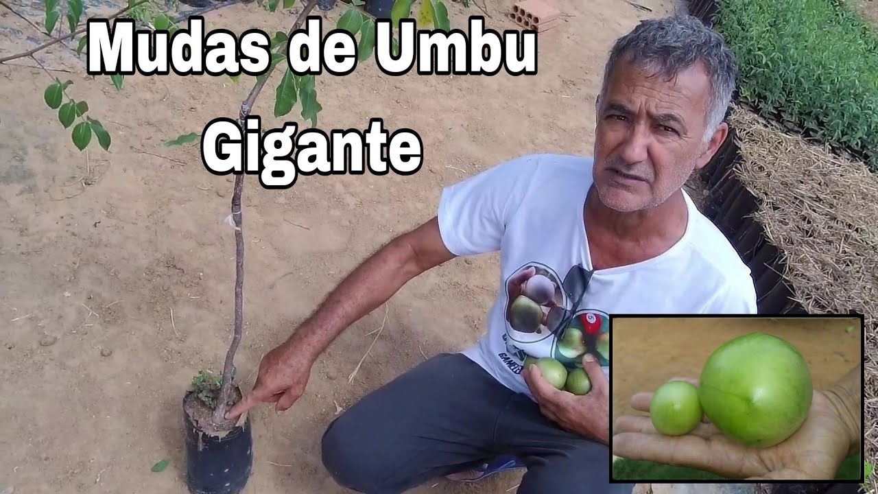 Maior Produtor de Mudas de Umbu Gigante do Sudoeste da Bahia