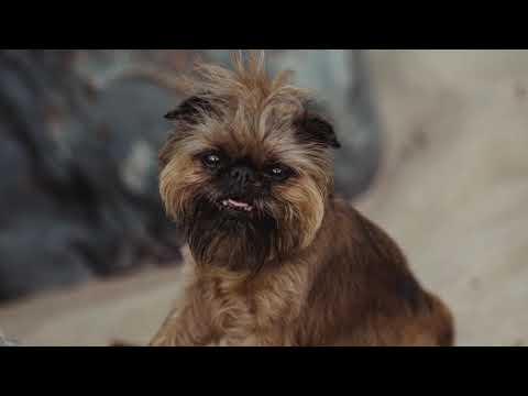 Grifoon ja šansoon - SADAMASILD