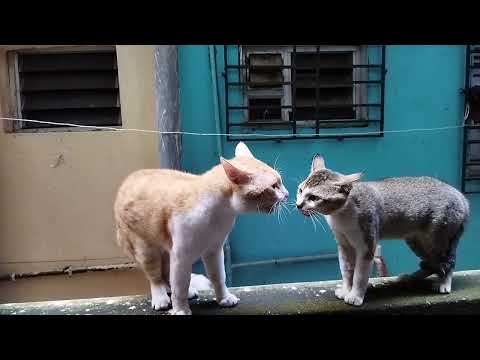 "The Rawdy Cats" Cat Rivelary Fight