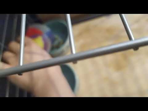 Écuelle en céramique, ZOOMALIA