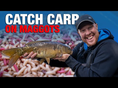 Catch Carp On Maggots | Basics Pole Fishing Guide