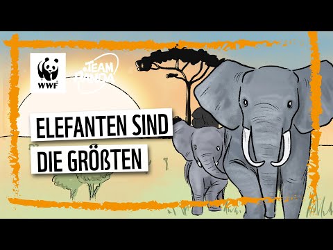 Team Panda - Elefanten sind die Größten
