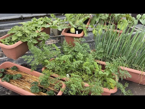 冬の菜園、トンネル、鈴、わらが大活躍