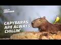 Capybaras, the Largest and ‘Chillest’ Rodents in the World