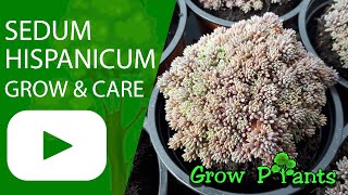Sedum hispanicum - grow & care (Spanish stonecrop)
