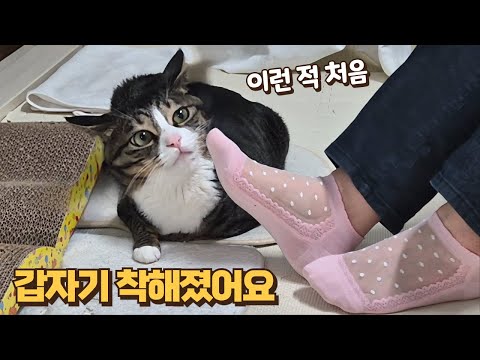큰언니 양말에 정신이 혼미해져 모든 걸 내어주고 뒤늦게 정신 차린 고양이ㅋㅋ