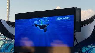 All about Orca Whales 🐳 Seaworld Orlando Florida Family Friendly #quiz