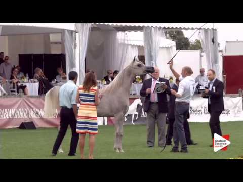 N.2 JUSTINA AL CAPE - Chantilly 2015 ABCE - Fillies 1 year old (Class 1A)