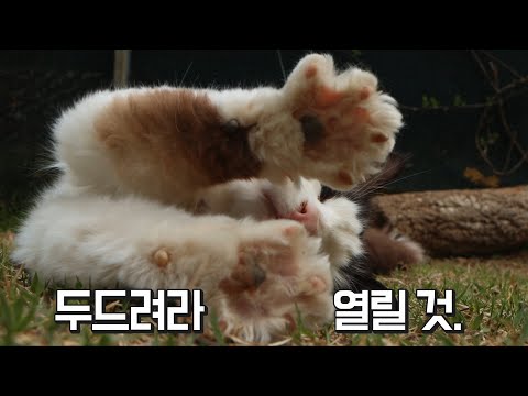 앞다리 근육이 상위 1%인 고양이