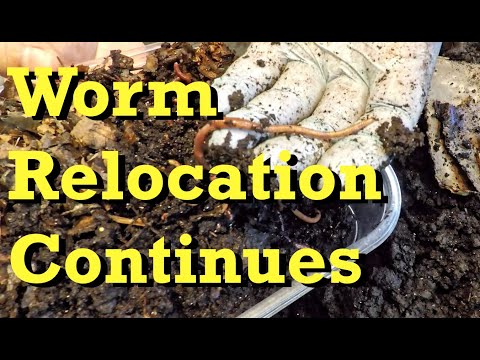 More worm relocated from finishing tub to newest bin - vermicomposting