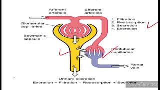 Urine formation