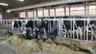 preview picture of video 'The Genetics of Milk Production in Dairy Cattle'