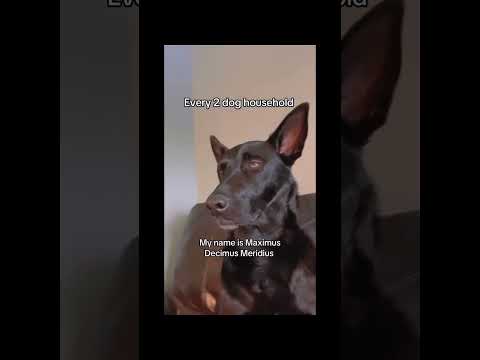 #funny #dogs #pet #dogscats#dogshorts #dog#doglover#doglife