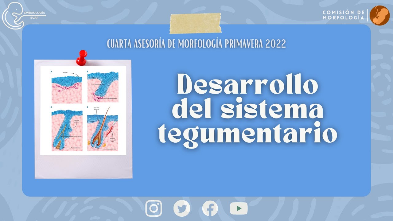 Desarrollo del Sistema Tegumentario I Laboratorio de Embriología BUAP
