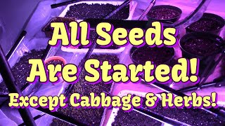 More Seed Starting &Celery & Strawberry Update!