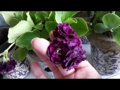 Arrival of my new Primula auricula plants