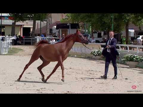 N 2 ESHAAL ALBIDAYER   2020 Vichy   Championnat de France du Cheval Arabe   Yearling Fillies Champio