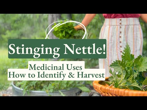 Stinging Nettle!  Health Benefits + How to Identify & Harvest