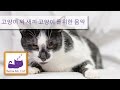 RELAXING MUSIC FOR CATS - RELAX YOUR CAT ...