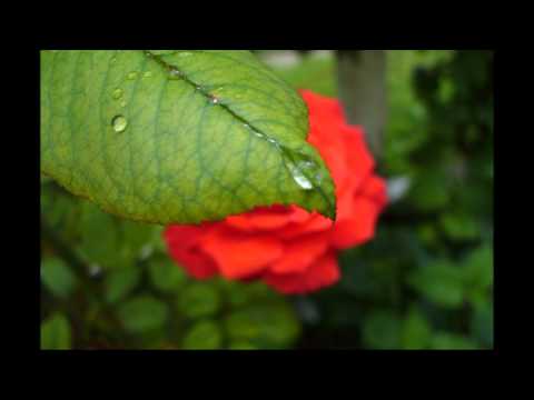 catalin si ramona lup  in orice zi