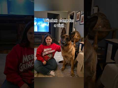 We wanted to do something special for Scarlett.  #mikelalicich #mybestfriend #gsd #liveyourbestlife