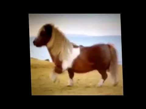Making My Way Downtown Pony Style