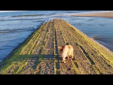 Lady Jade in Sting's Field of Gold