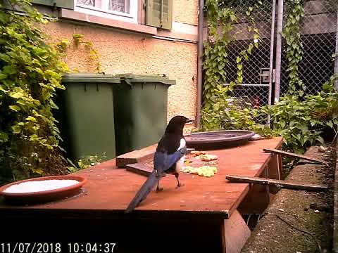 Wildkamera 11 07 2018 mein kleines Garten Gewusel