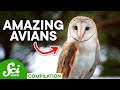 The Most Amazing Birds On Earth SciShow Compilation