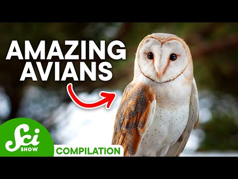 The Coolest Birds on Earth | A SciShow Compilation