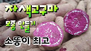 단맛 있는 자색고구마 모종 튼튼하게 키우는법 고구마싹 재배