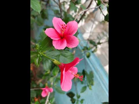 TPM International Convention 2025 English song (Where Thou Leadest me)