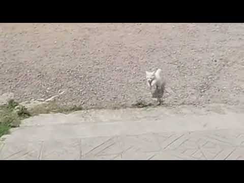 Cat  v\s hibba and mohib