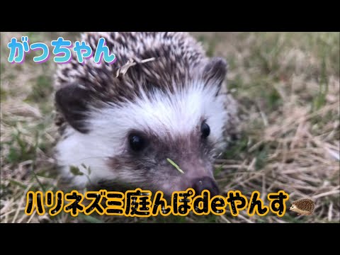 秋にハリネズミを引き付け、庭にいるときにハリネズミを保護するにはどうすればよいですか？  庭園