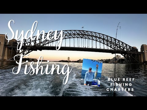 Sydney Fishing Charters with Blue Reef
