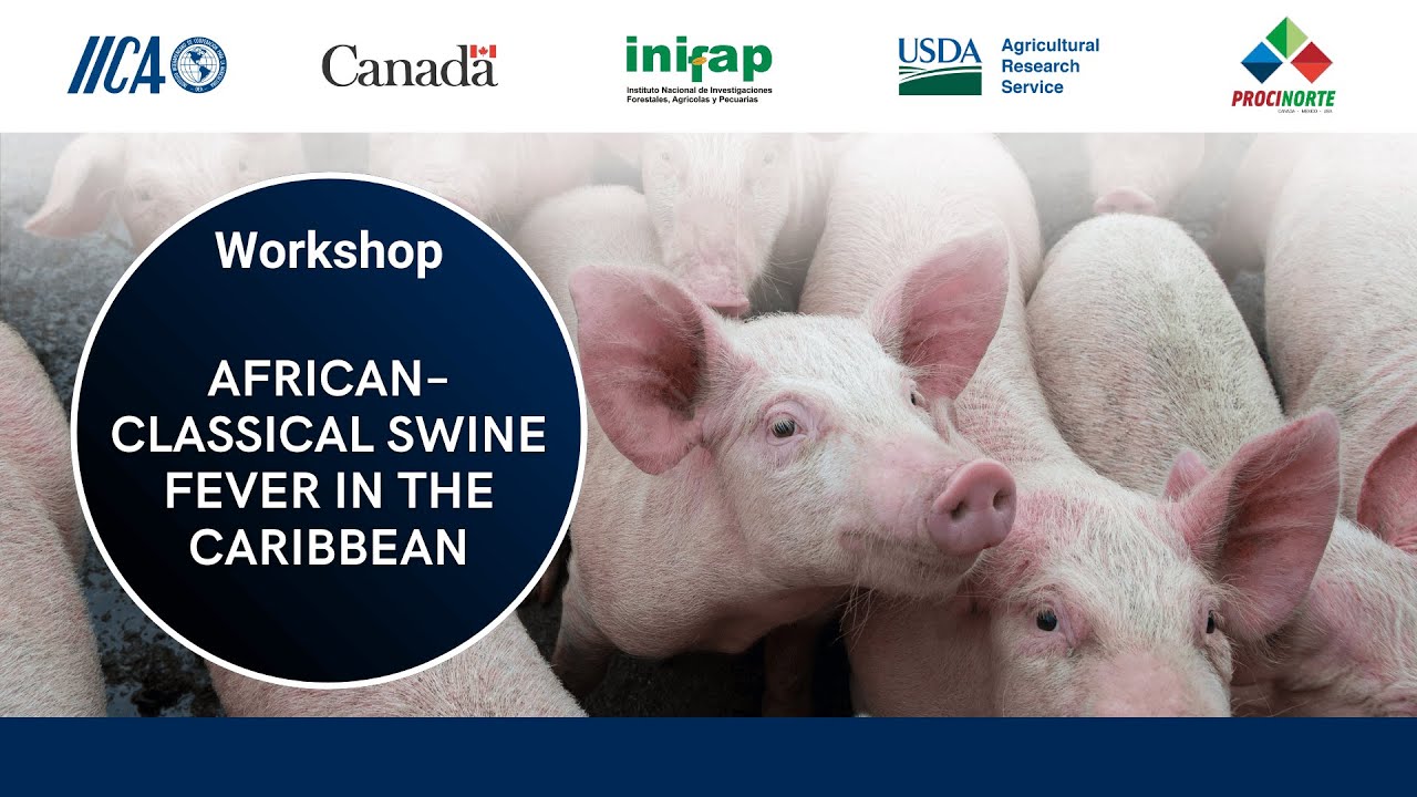 Workshop on African Swine Fever in the Caribbean / Taller sobre Peste Porcina Africana en el Caribe