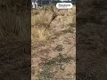 Видео превью